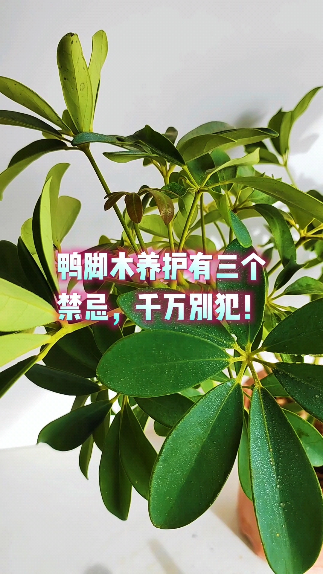 鸭脚木养护有三个禁忌,千万别犯!