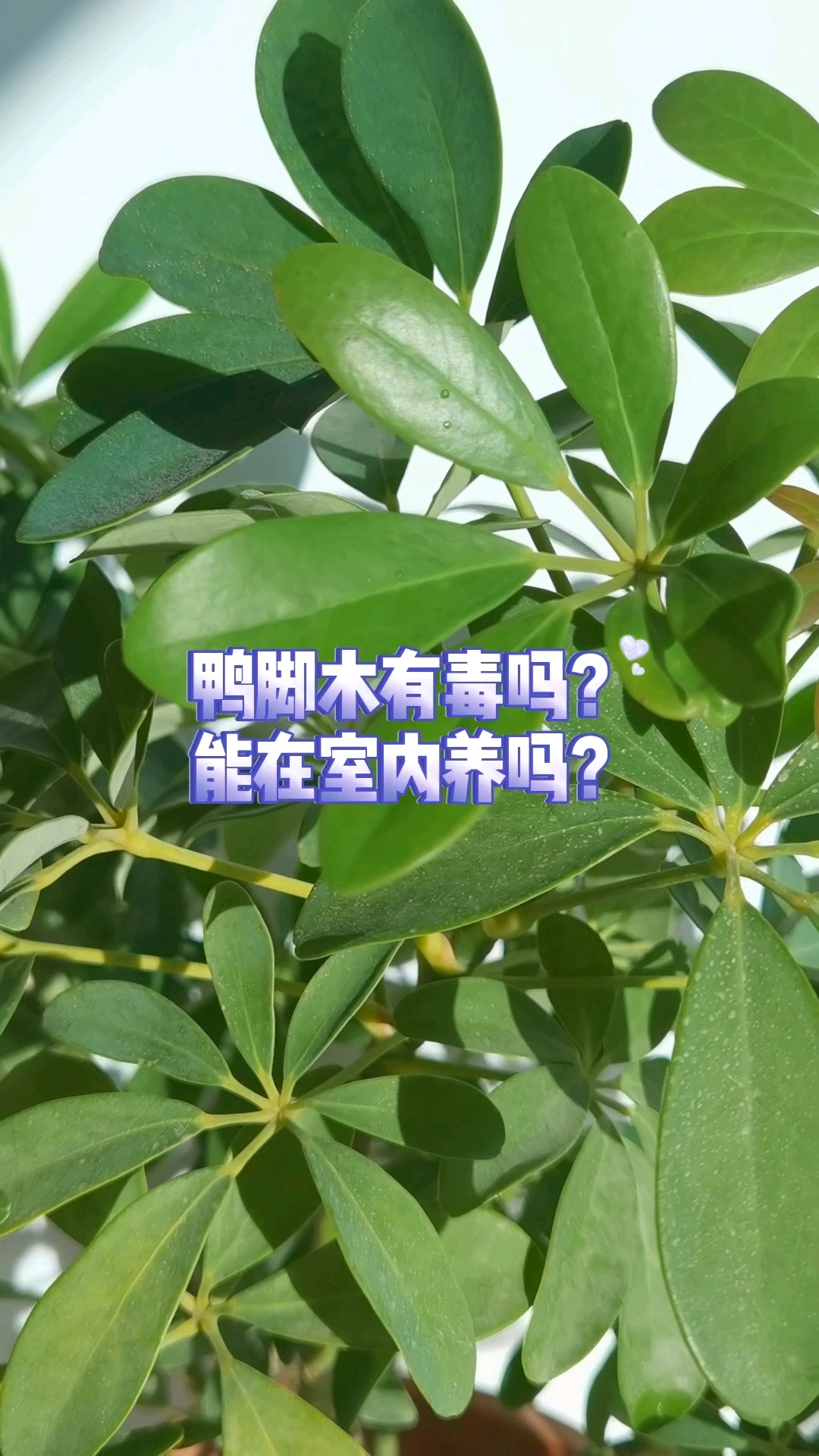 鸭脚木有毒吗?能在室内养吗?#室内绿植推荐#
