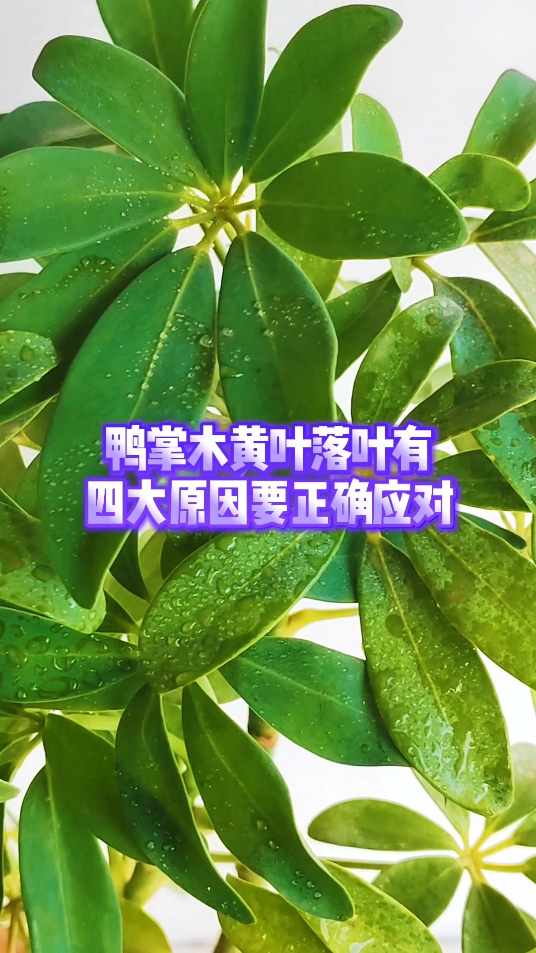 鸭掌木黄叶落叶有四大原因要正确应对