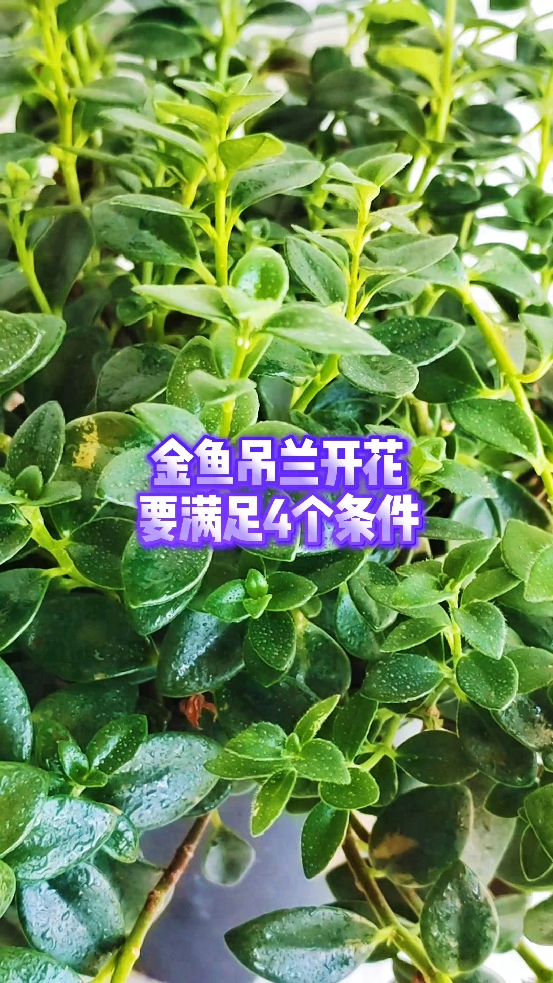 金鱼吊兰开花要满足4个条件