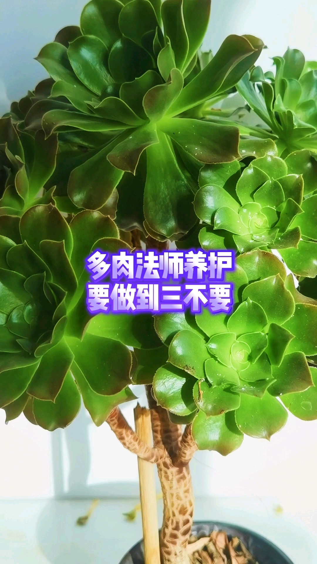 多肉法师养爆了?三不要你中了几条?#绿植养护技巧#