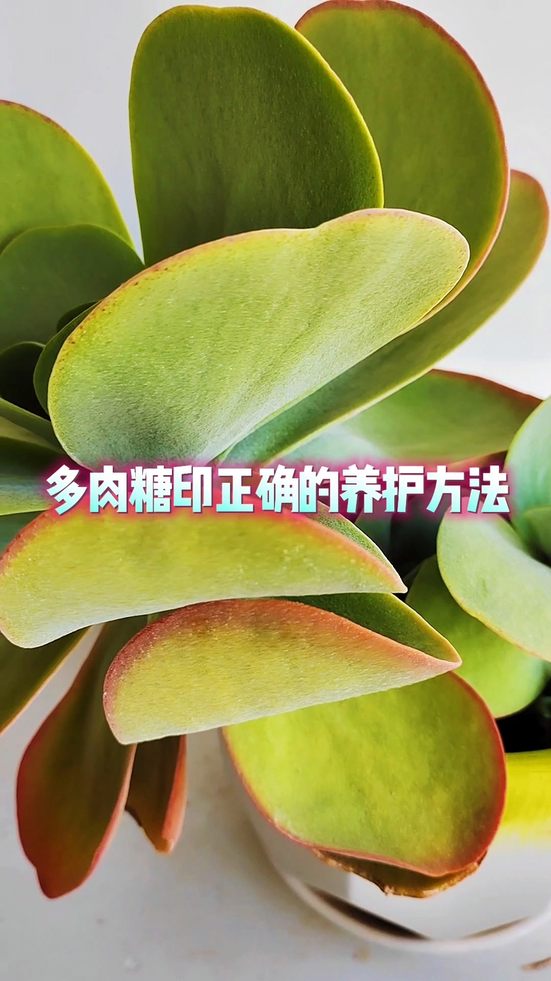 多肉糖印正确的养护方法