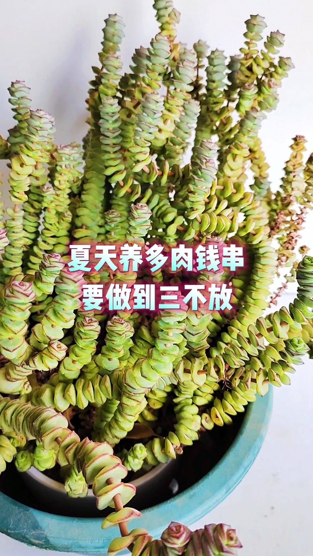 夏天养多肉钱串要做到三不放