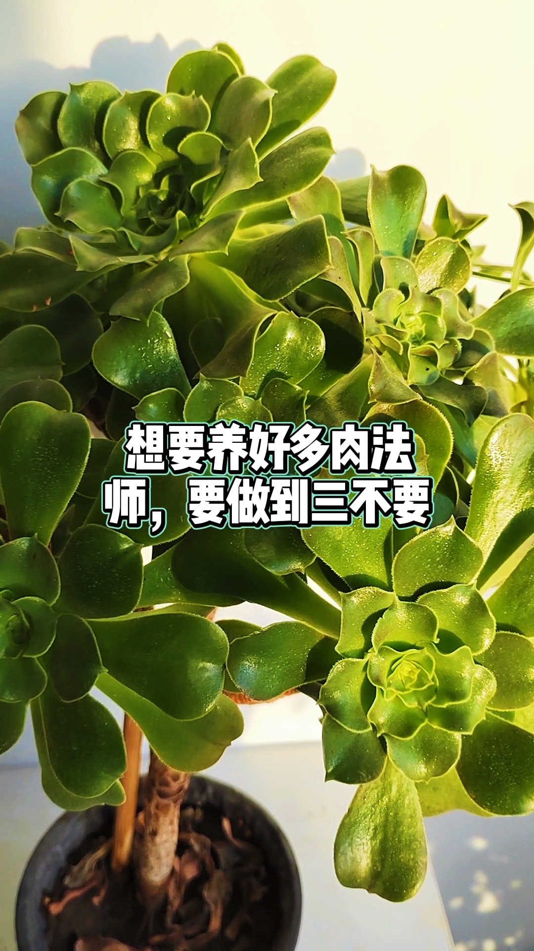 想要养好多肉法师,要做到三不要
