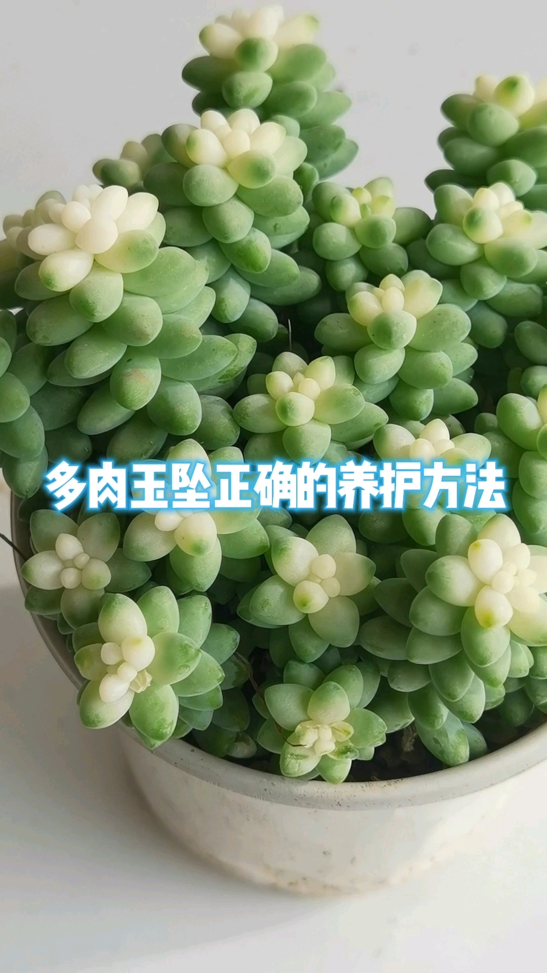 多肉玉坠超全养护方法来啦