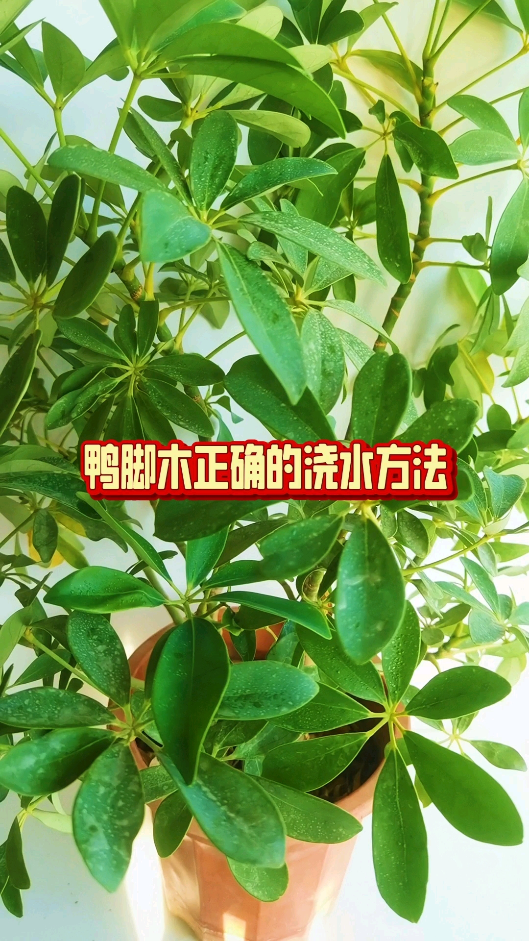 鸭脚木叶子打蔫？正确浇水方法来了！#鸭脚木浇水技巧# #2026百度创作者大赛#