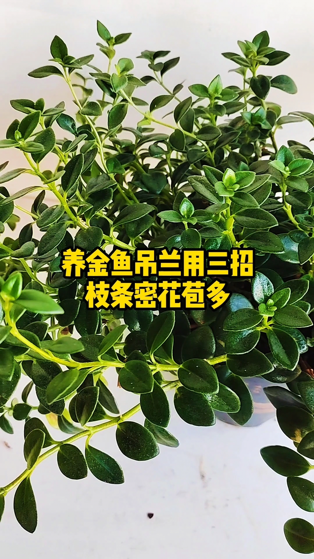 养金鱼吊兰用三招枝条密花苞多