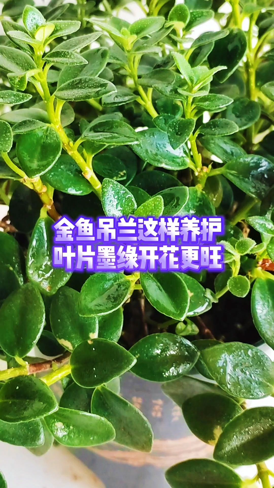 金鱼吊兰这样养护叶片墨绿开花更旺