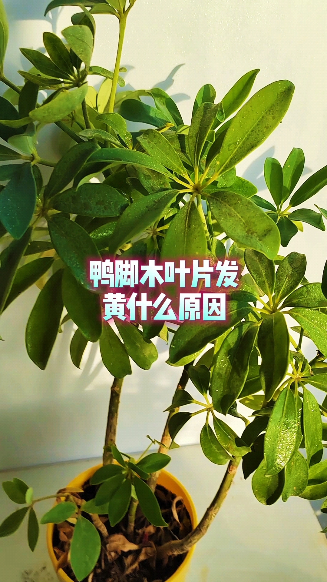 鸭脚木叶片发黄什么原因