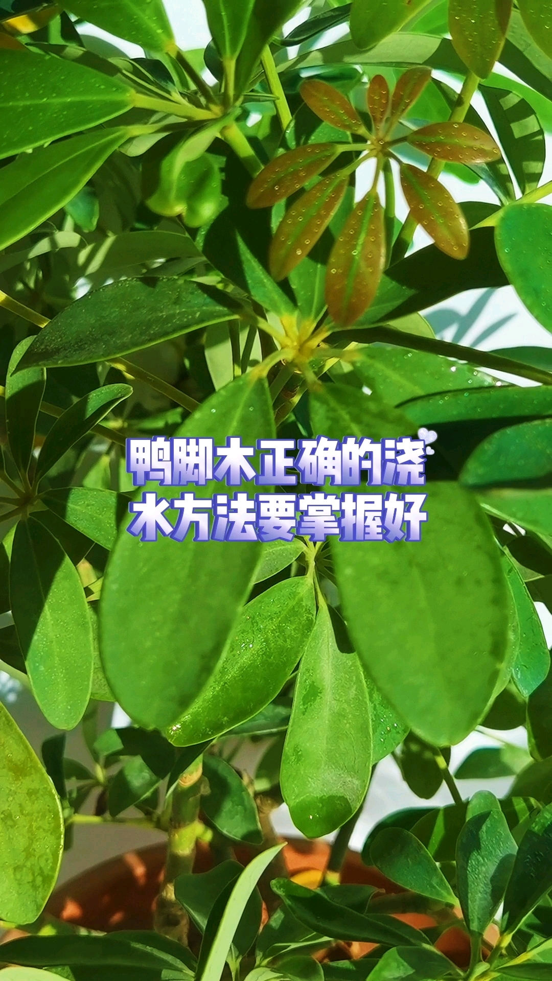 鸭脚木叶子发黄?别急,正确浇水方法在这!#鸭脚木浇水技巧#