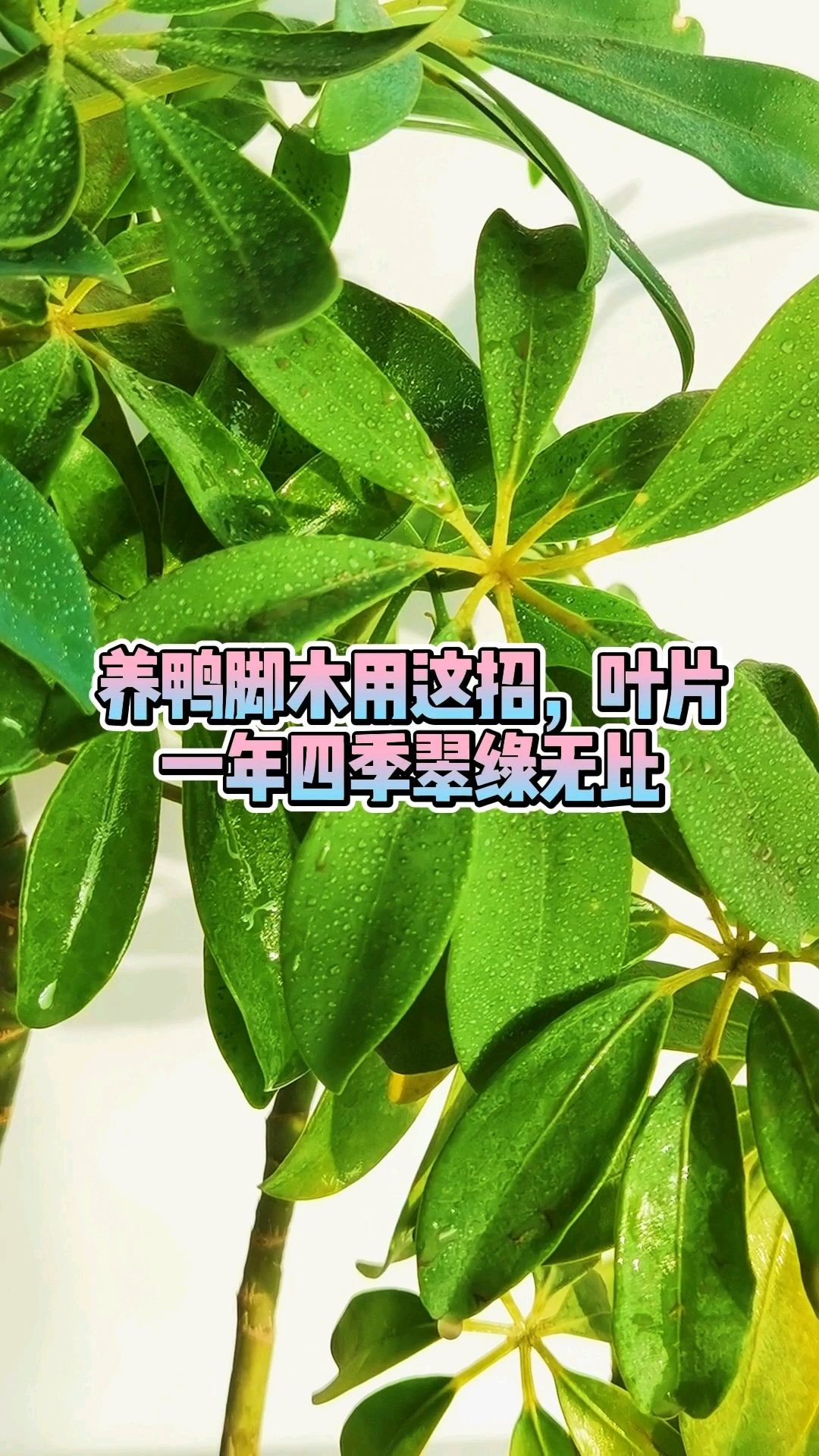 养鸭脚木用这招，叶片一年四季翠绿无比