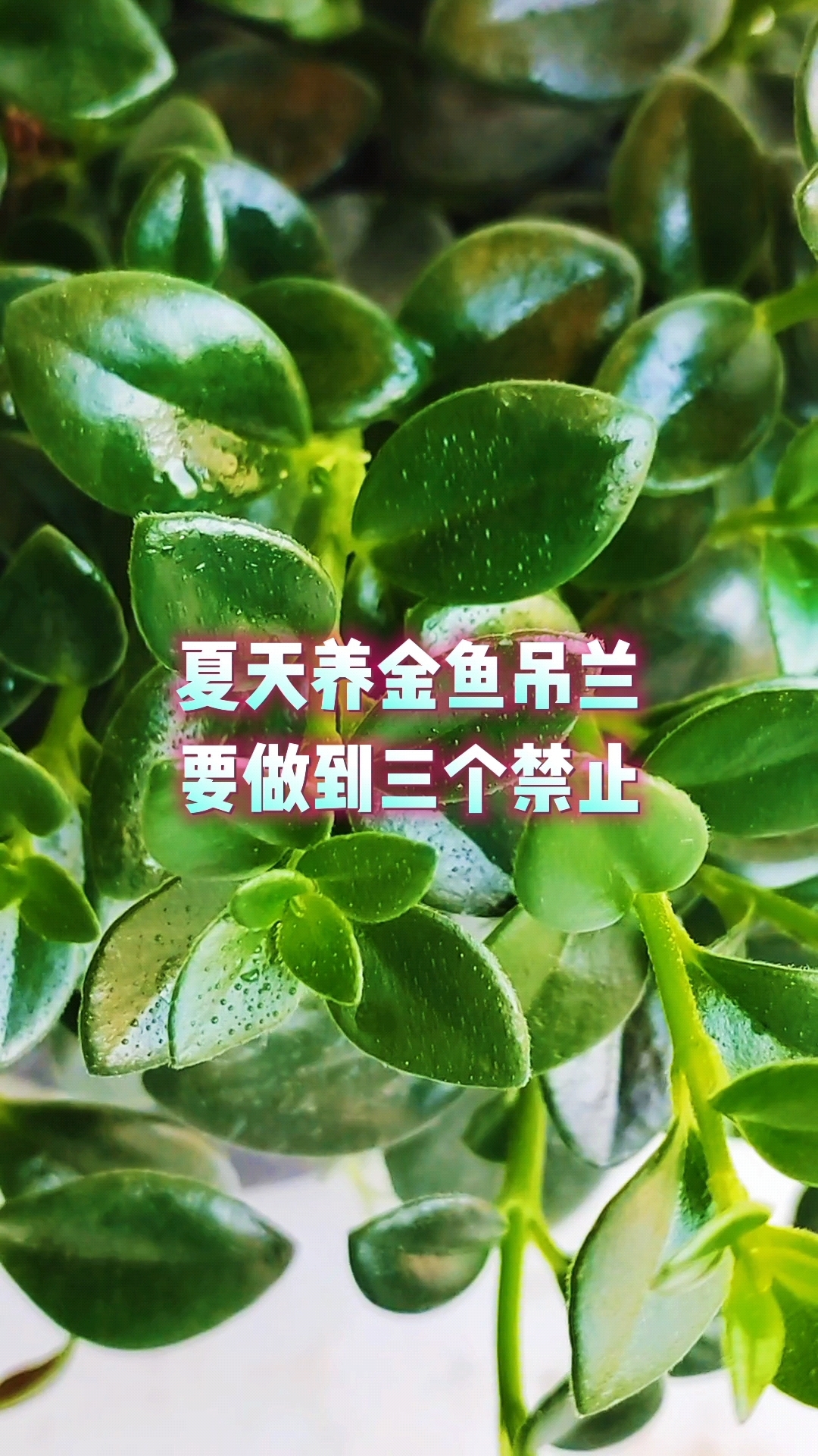 夏天养金鱼吊兰要做到三个禁止