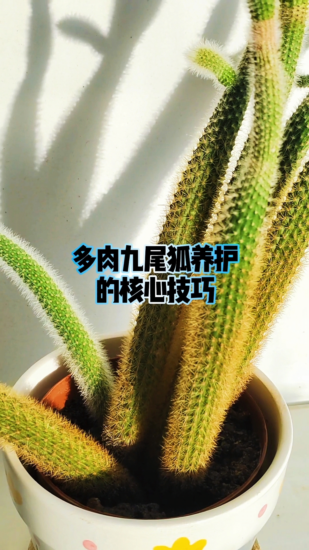 多肉九尾狐养护的核心技巧