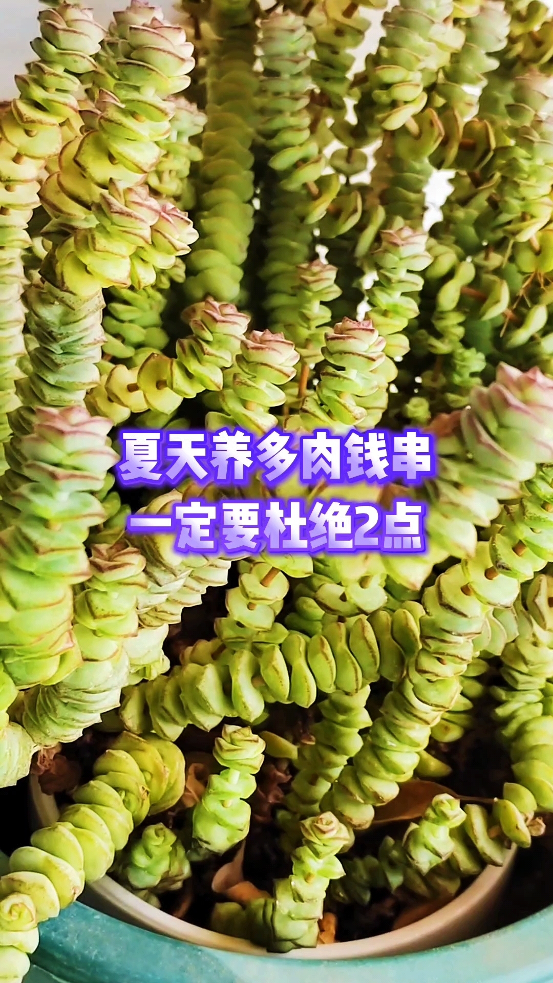 夏天养多肉钱串一定要杜绝2点