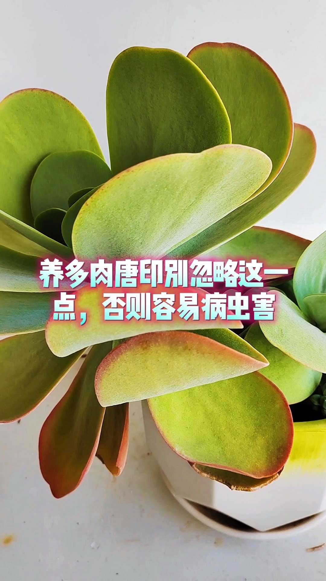 养多肉唐印别忽略这一点，否则容易病虫害