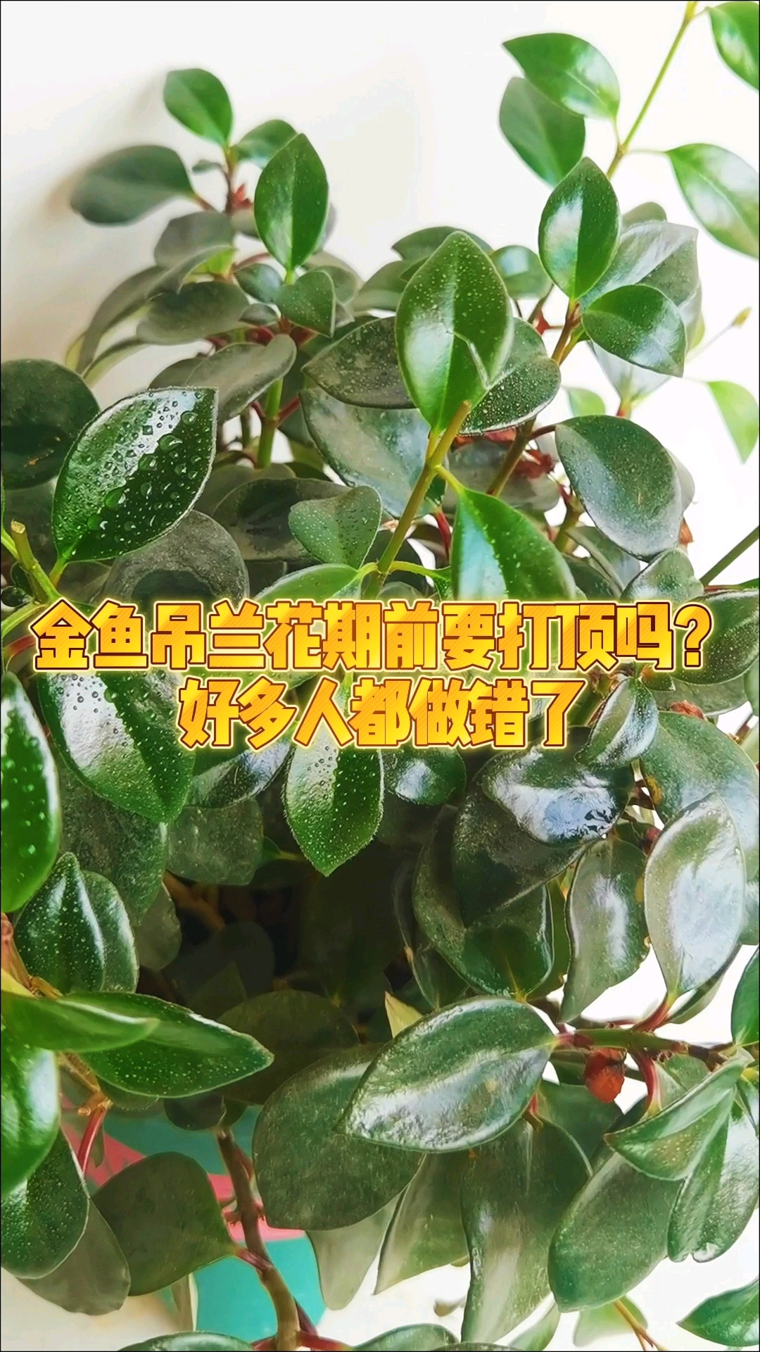 金鱼吊兰花期前要打顶吗？好多人都做错了#养花新手必看#