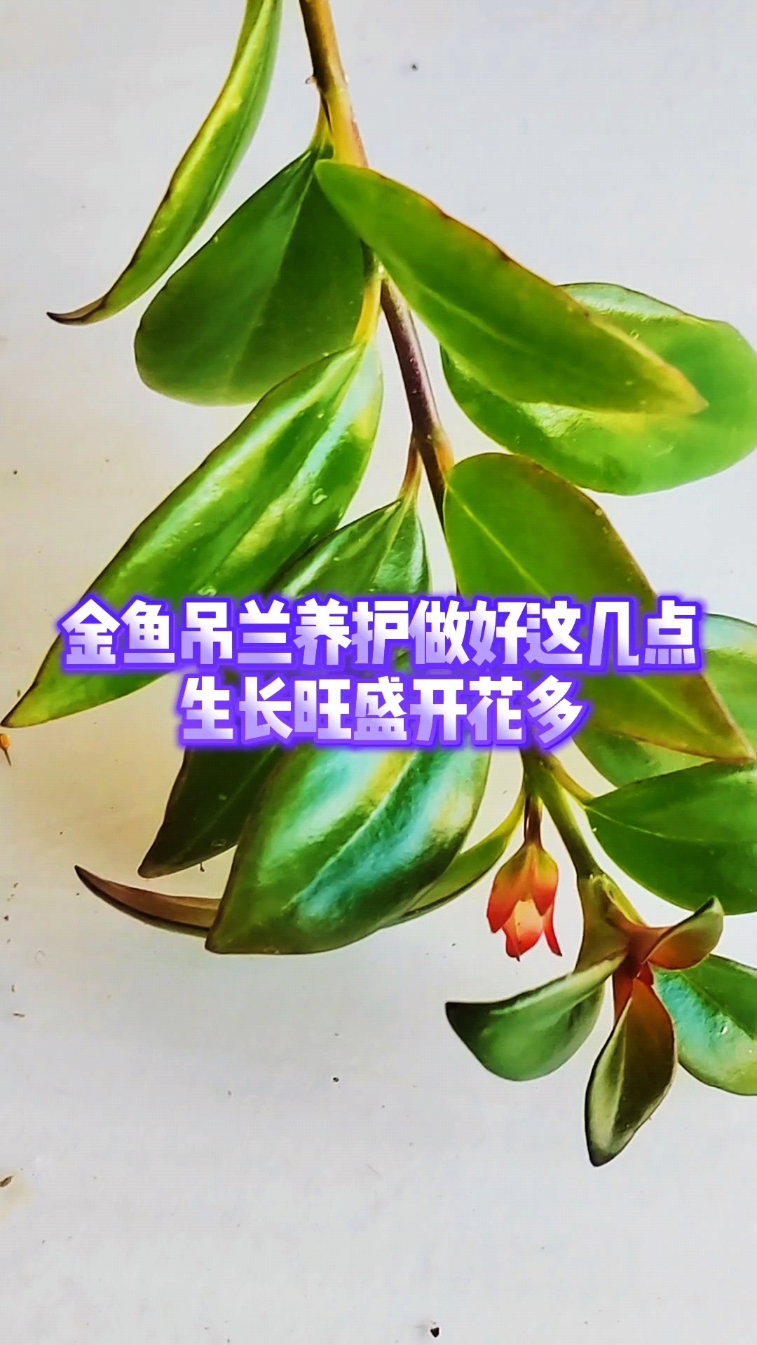 金鱼吊兰养护做好这几点生长旺盛开花多
