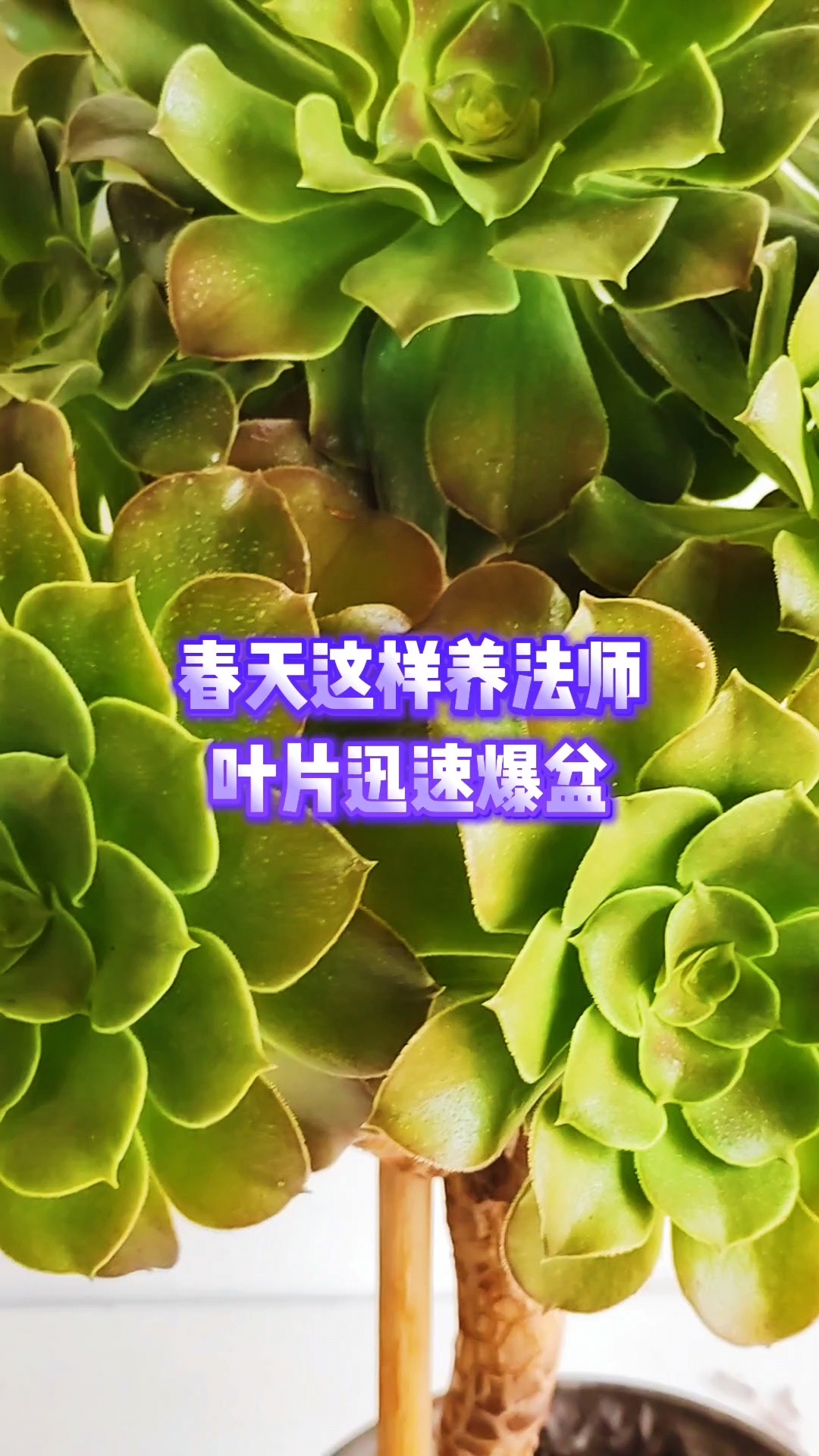 春天这样养法师叶片迅速爆盆