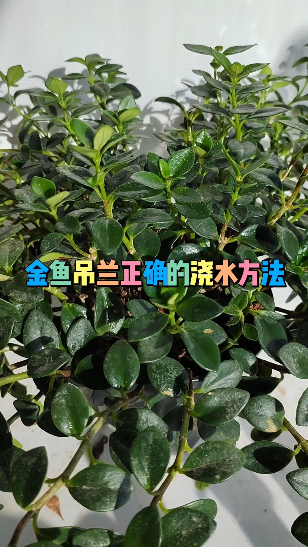 金鱼吊兰正确的浇水方法