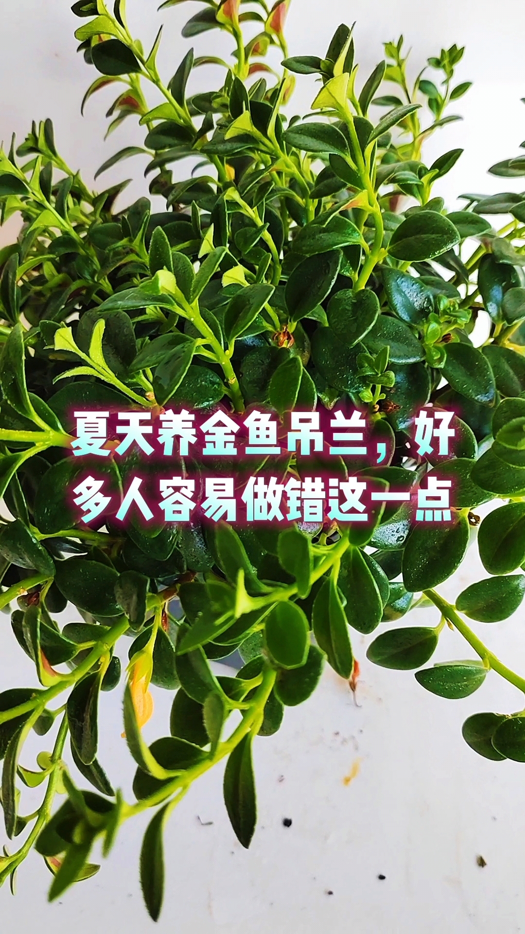 夏天养金鱼吊兰,好多人容易做错这一点