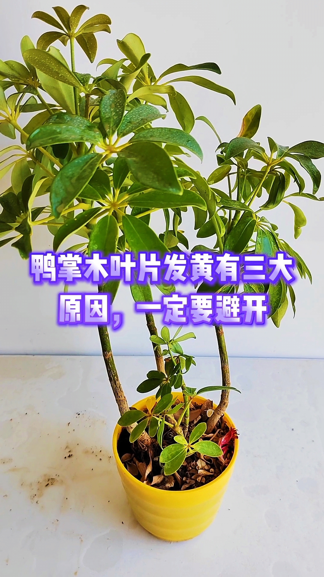 鸭掌木叶片发黄有三大原因,一定要避开