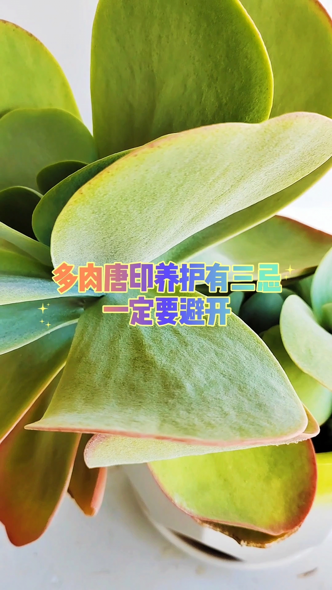 多肉唐印养护有三忌，一定要避开