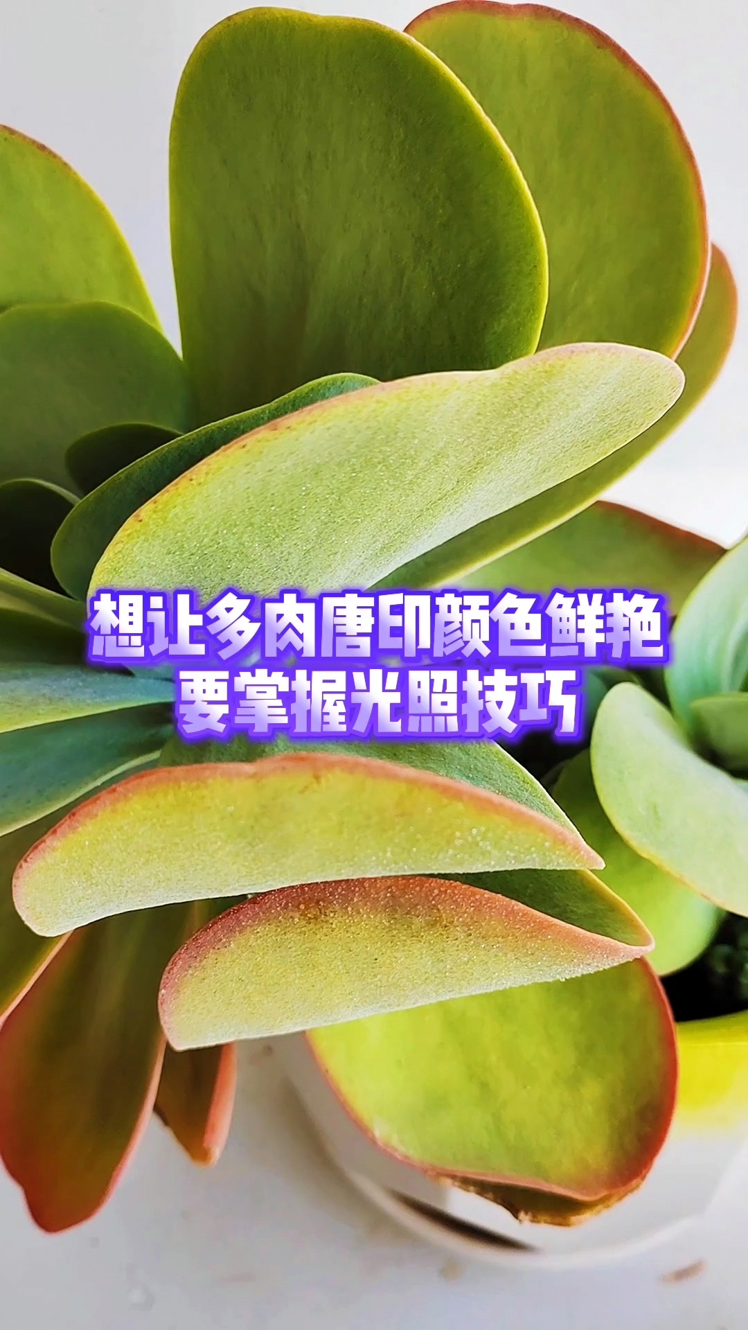 想让多肉唐印颜色鲜艳，要掌握光照技巧