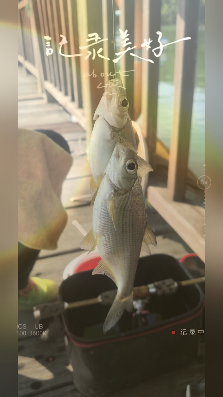 千岛湖爽钓大眼鳊!