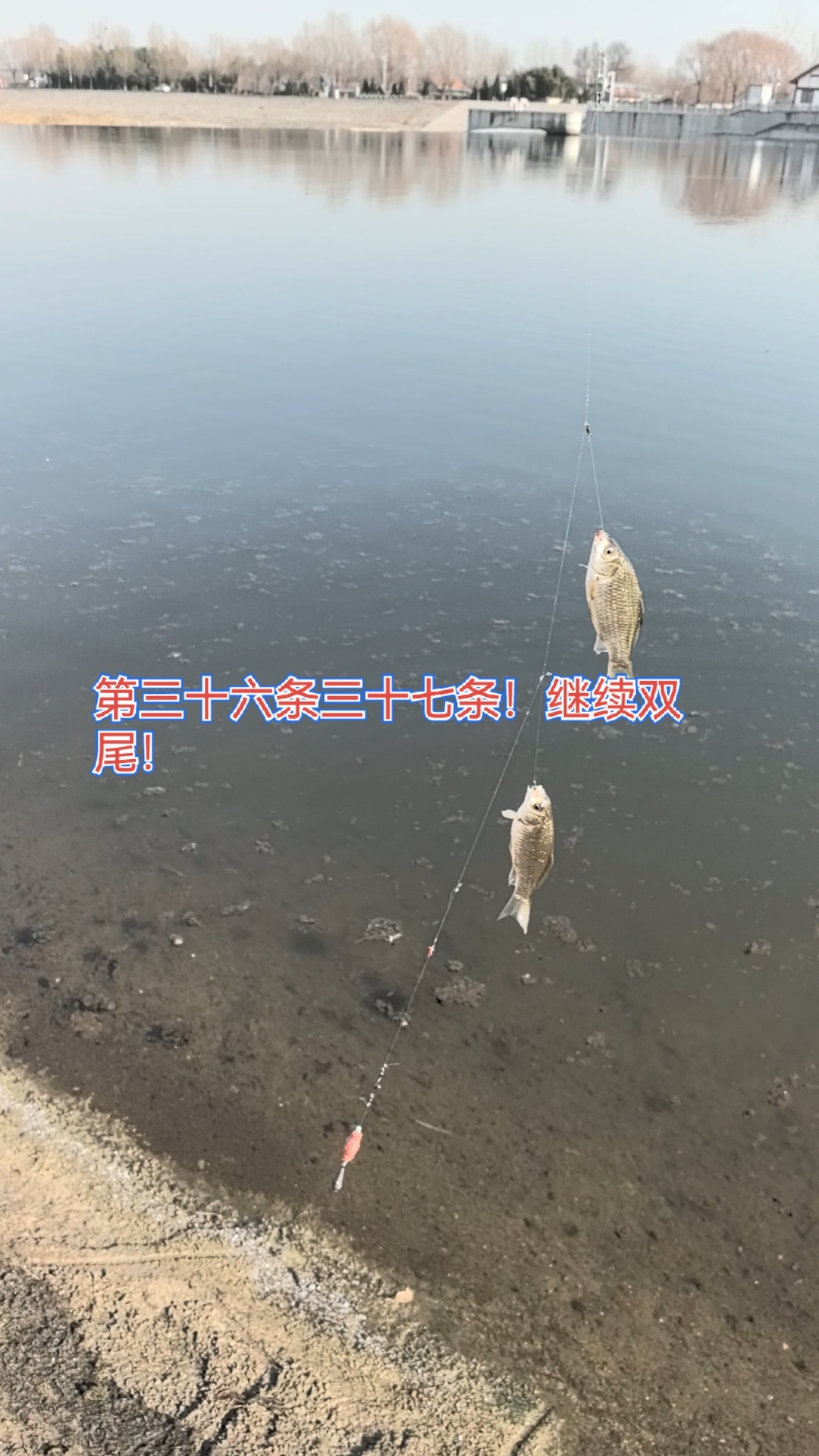锚钩锚鱼太野蛮 阀杆逗钓成河冠之第三十六条三十七条继续双尾