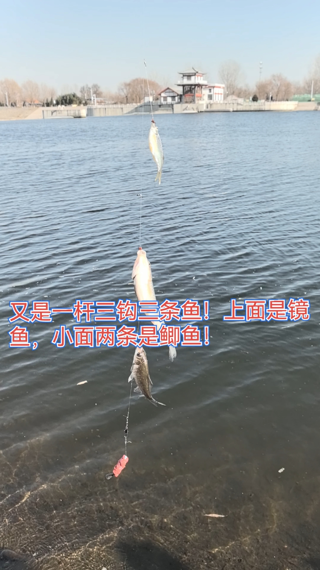 锚钩锚鱼太野蛮 阀杆逗钓成河冠之又是一杆三钩三条鱼