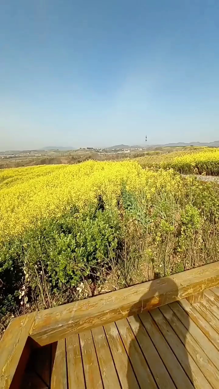 汉中洋县油菜花开啦,娇艳无比油菜花