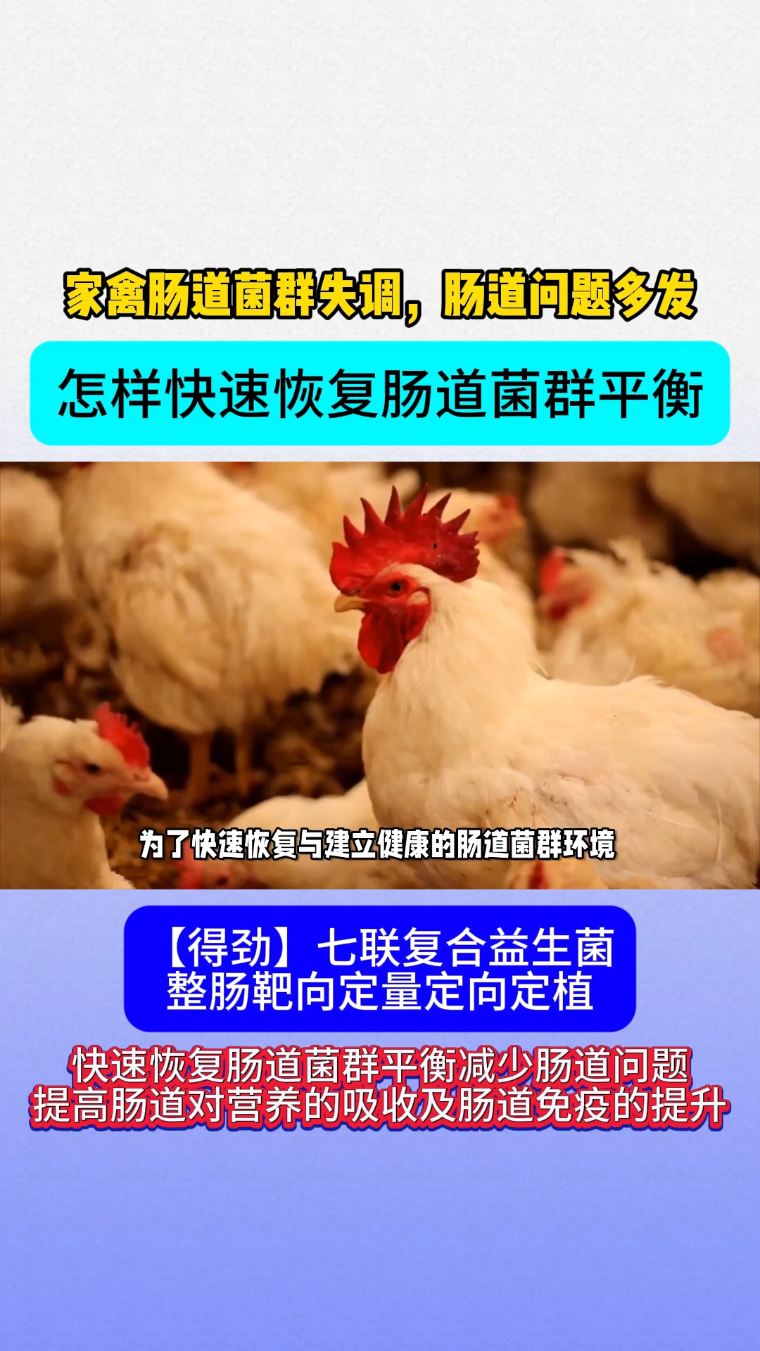 肉鸡肉鸭,蛋鸡肠道菌群失调,快速恢复肠道菌群这样做