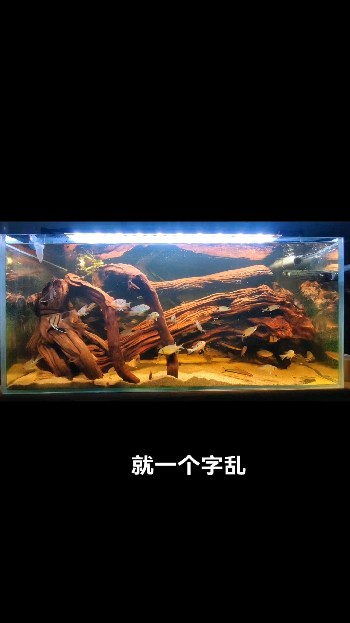 沉木造景、鱼缸沉木、