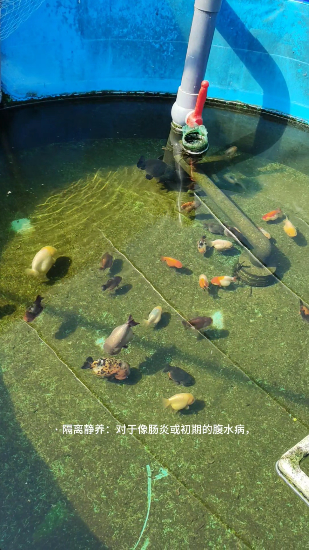 兰寿金鱼的疾病预防及治疗。不定期的免费送鱼。