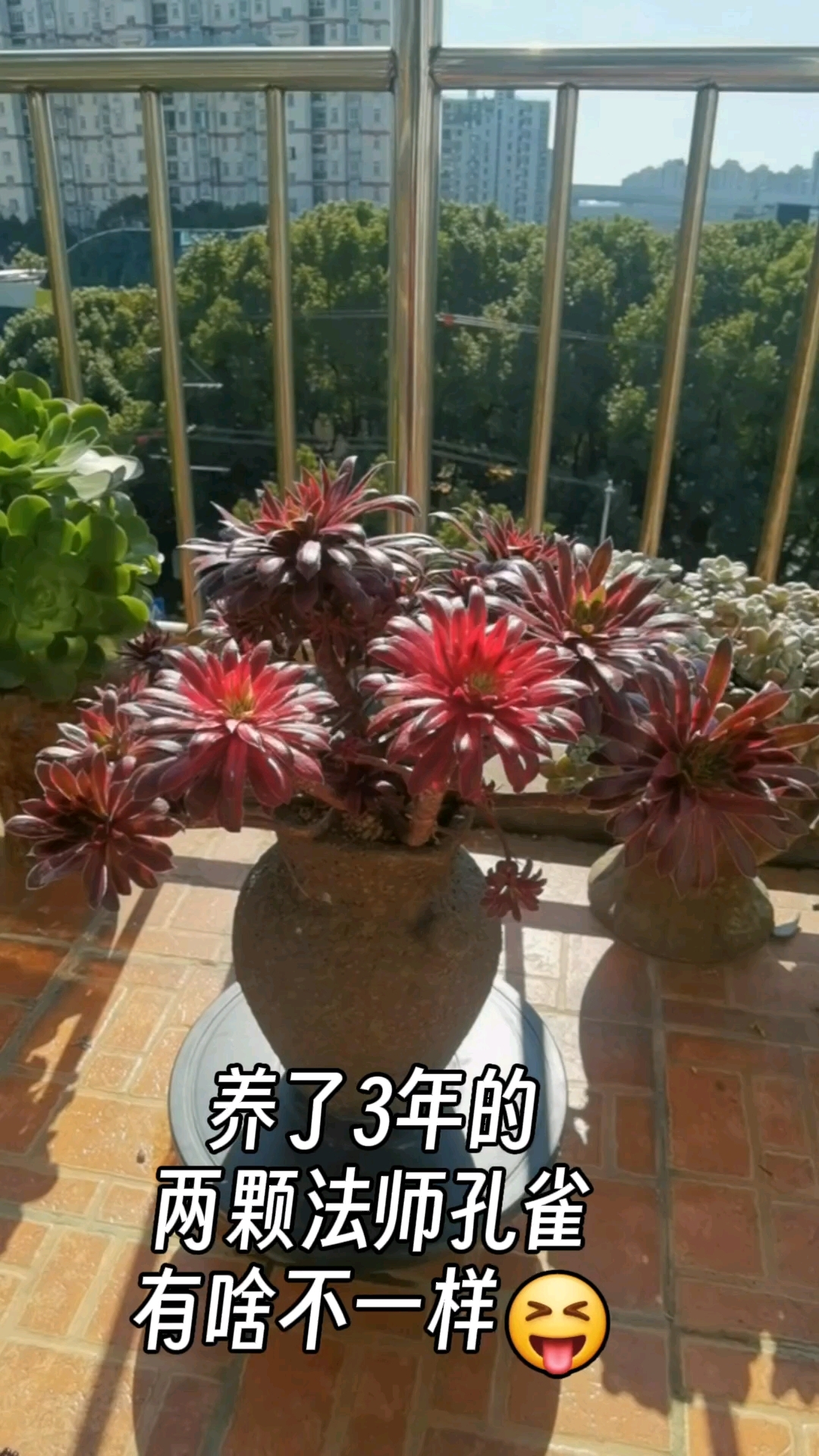 多肉发师:俩颗养了3年同时上盆的孔雀