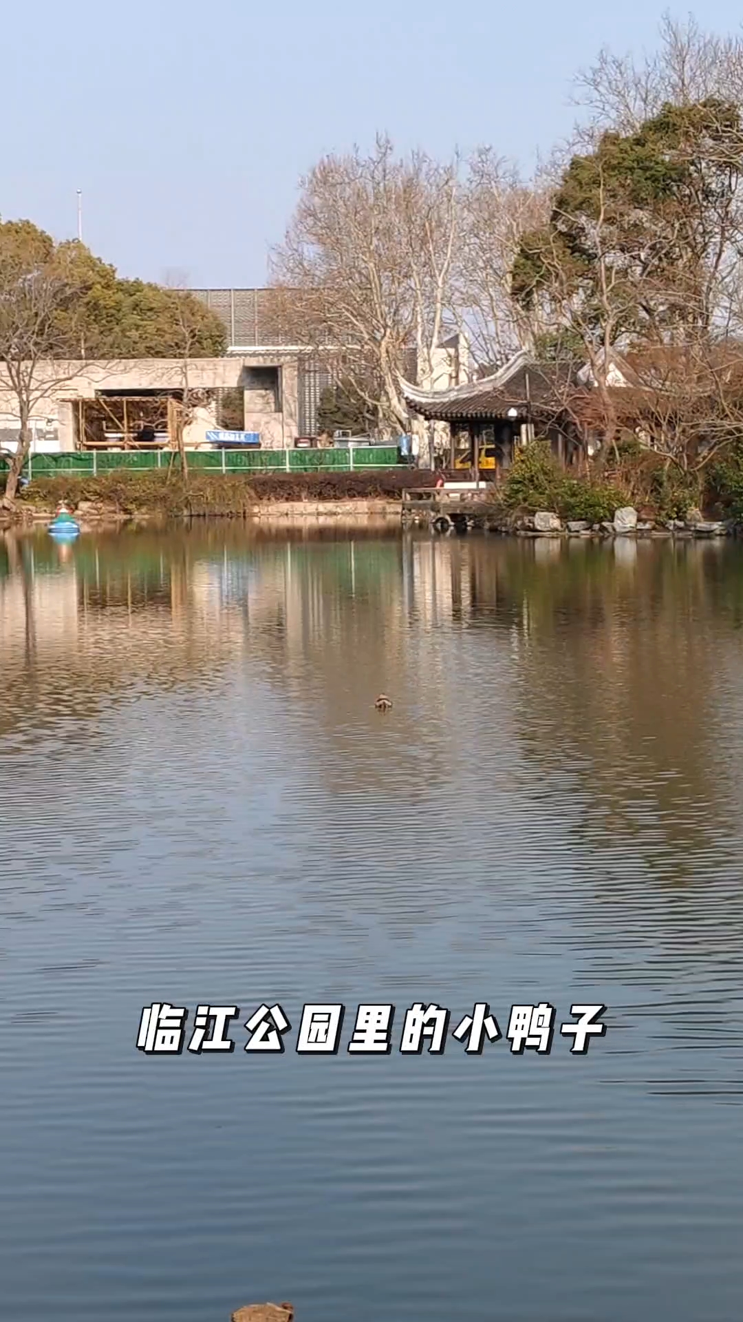 公园里可爱的小鸭子