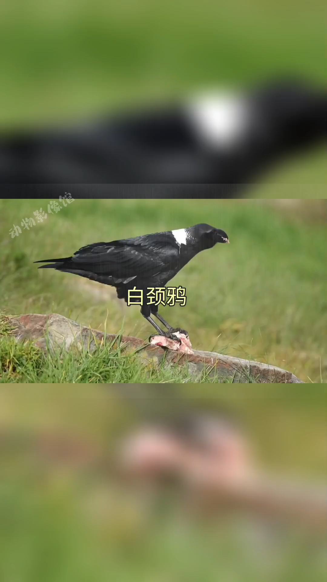 白颈鸦:天下乌鸦不是全都黑哦