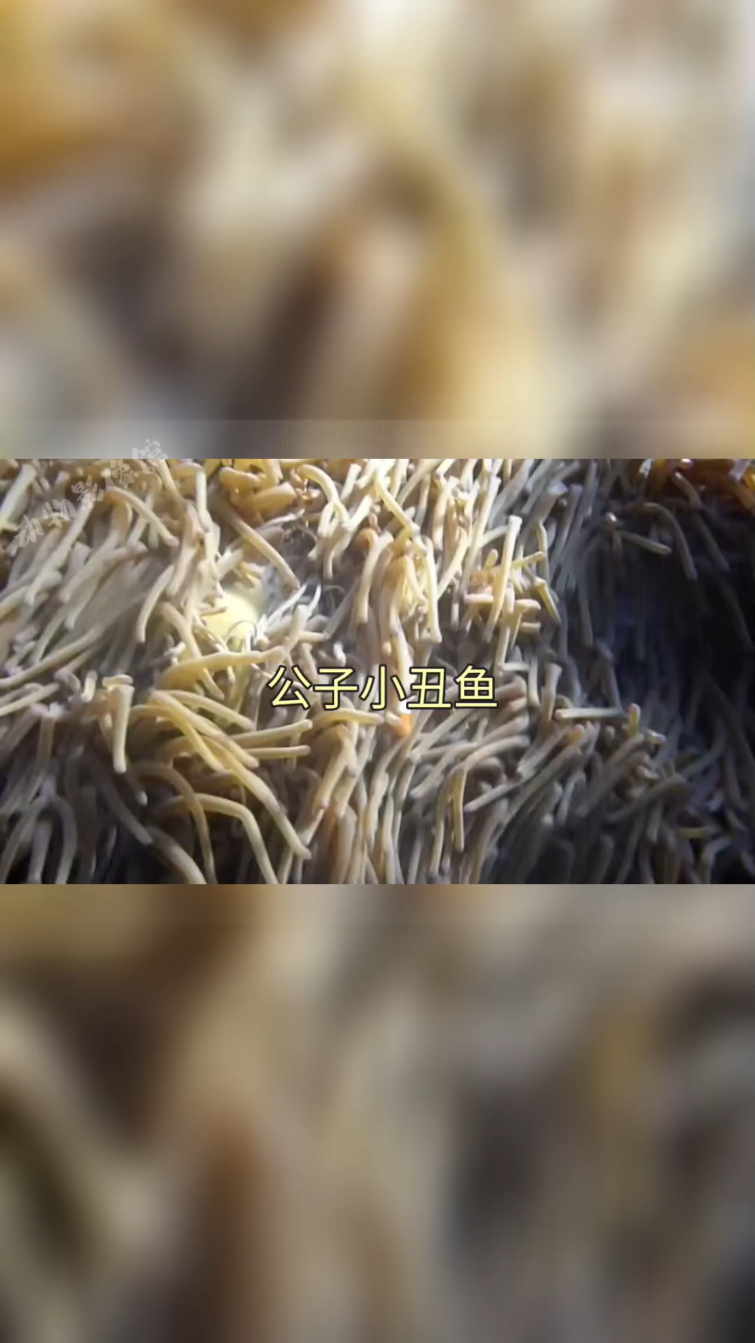 公子小丑鱼:不可错过的观赏鱼