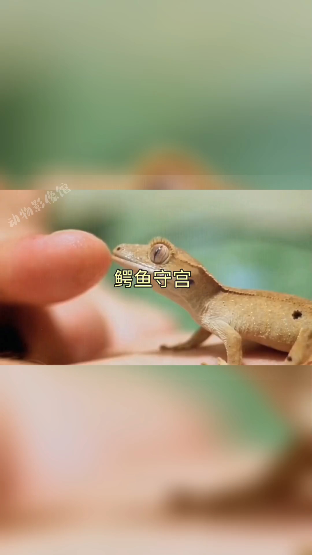 鳄鱼守宫:披着鳄鱼皮的壁虎