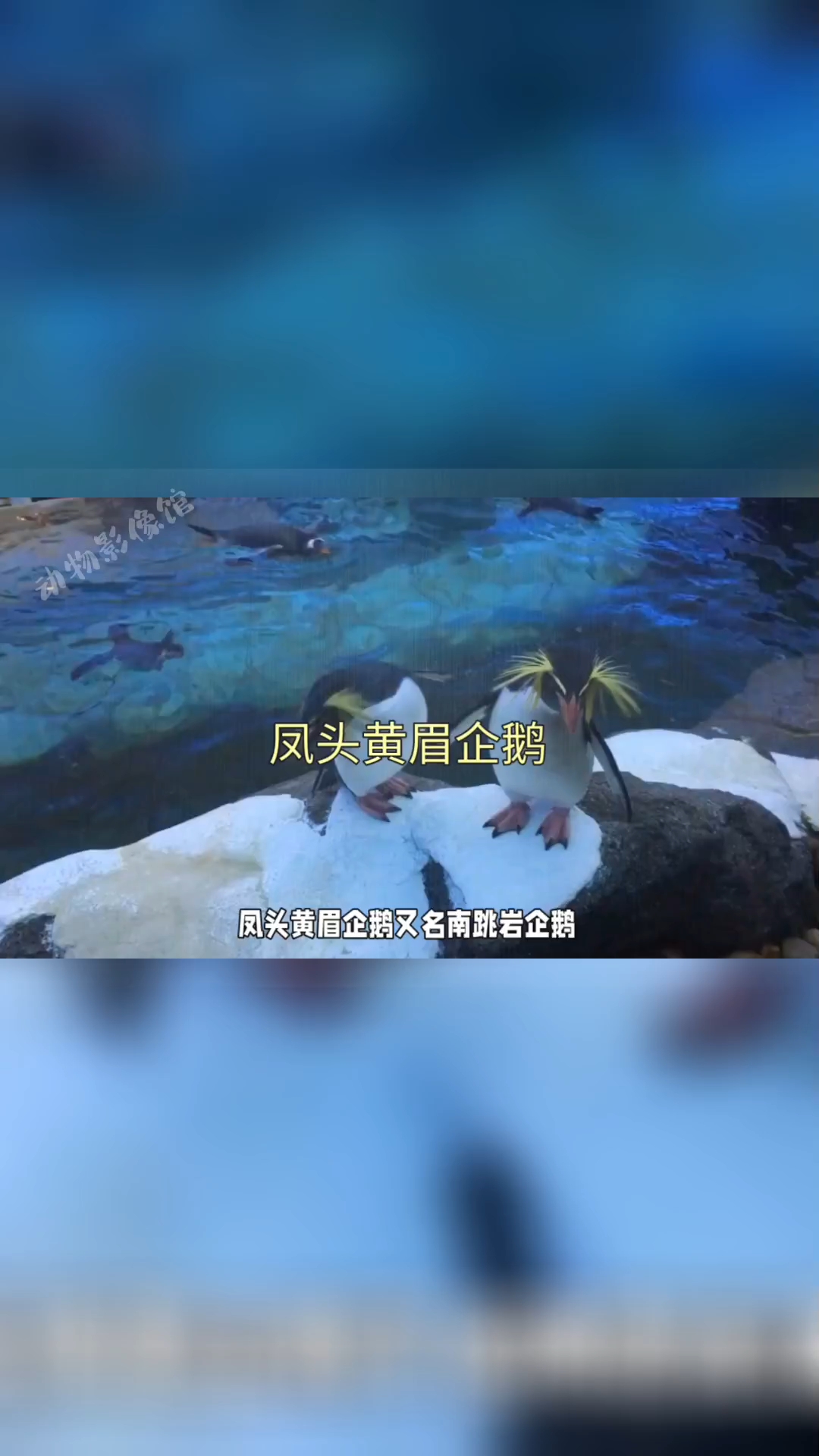 凤头黄眉企鹅:发型炫酷的企鹅