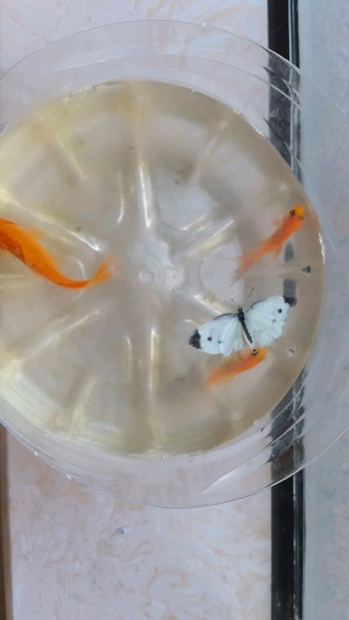 曹娥江野生红鲫鱼,啥都能吃,苍蝇、蜜蜂&蝴蝶,生命力顽强