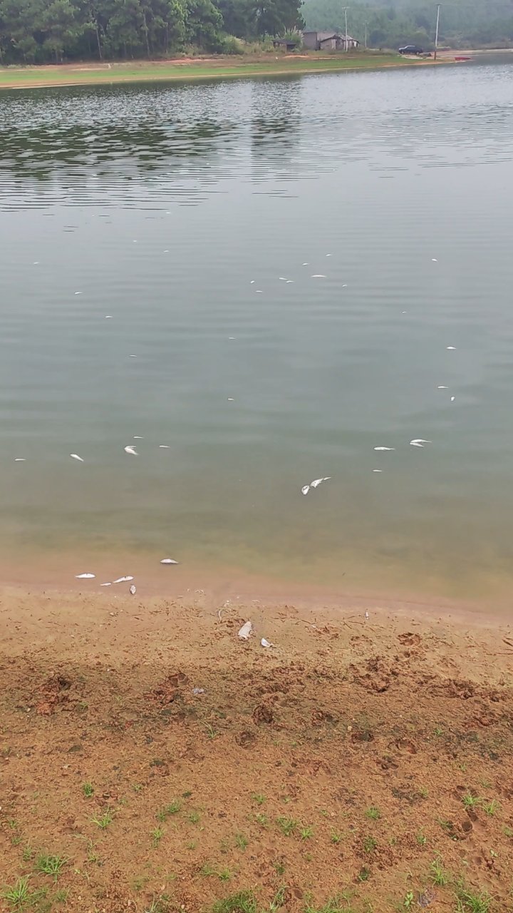 变天致鲫鱼大量死亡,慎用药!