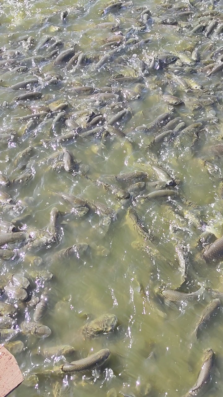 草鱼苗一斤三到五个已打疫苗