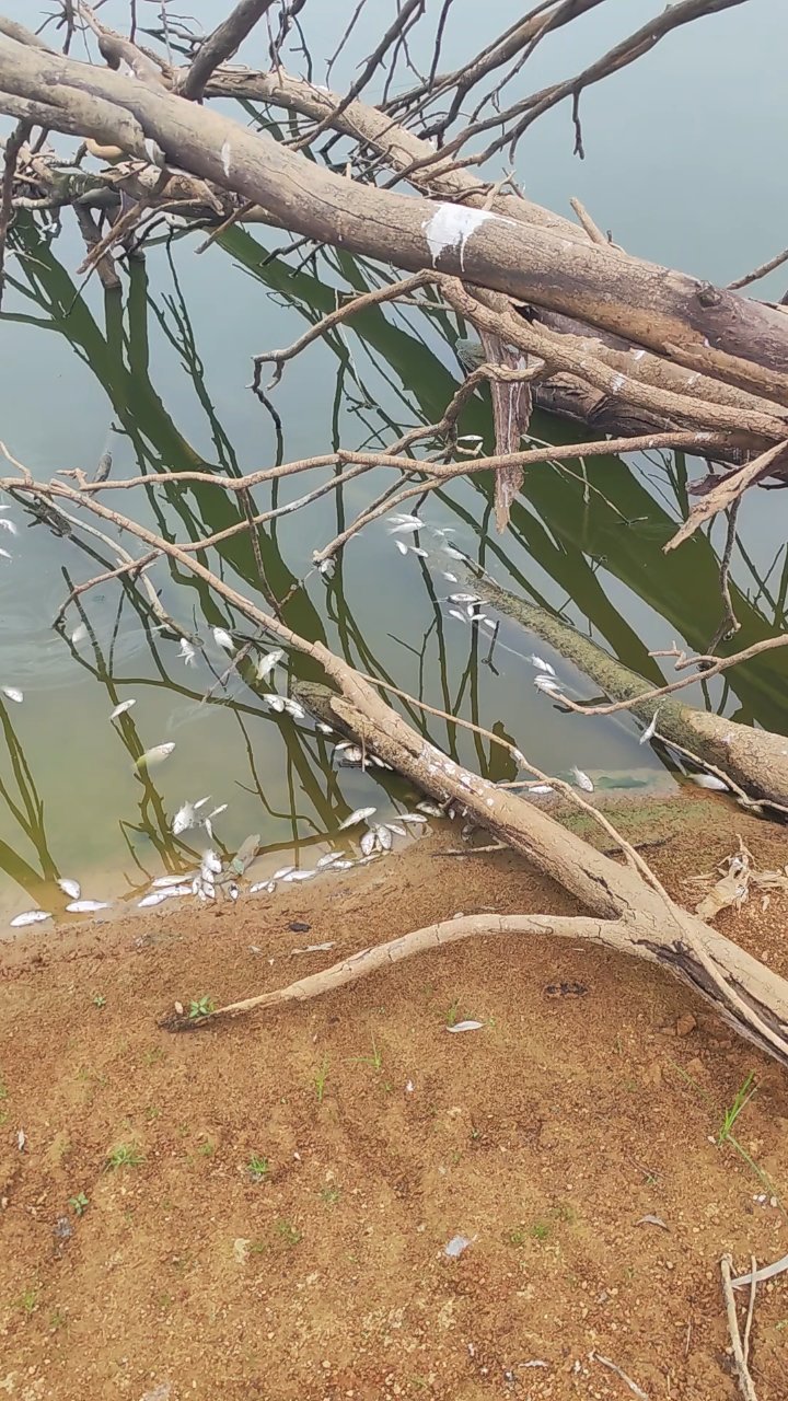 惊人!小鲫鱼死亡率超高