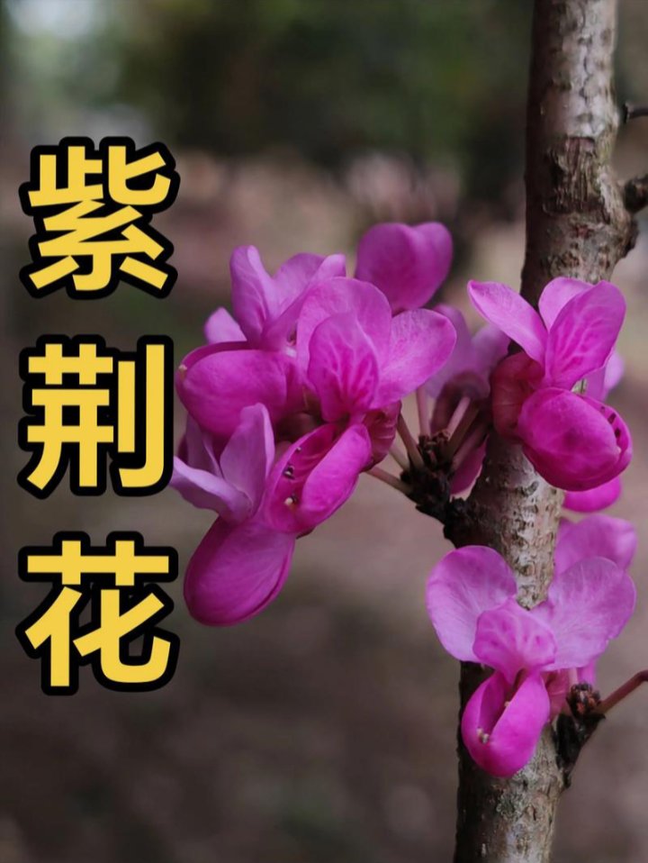 #香港市花紫荆花#紫荆花开和谐温暖#