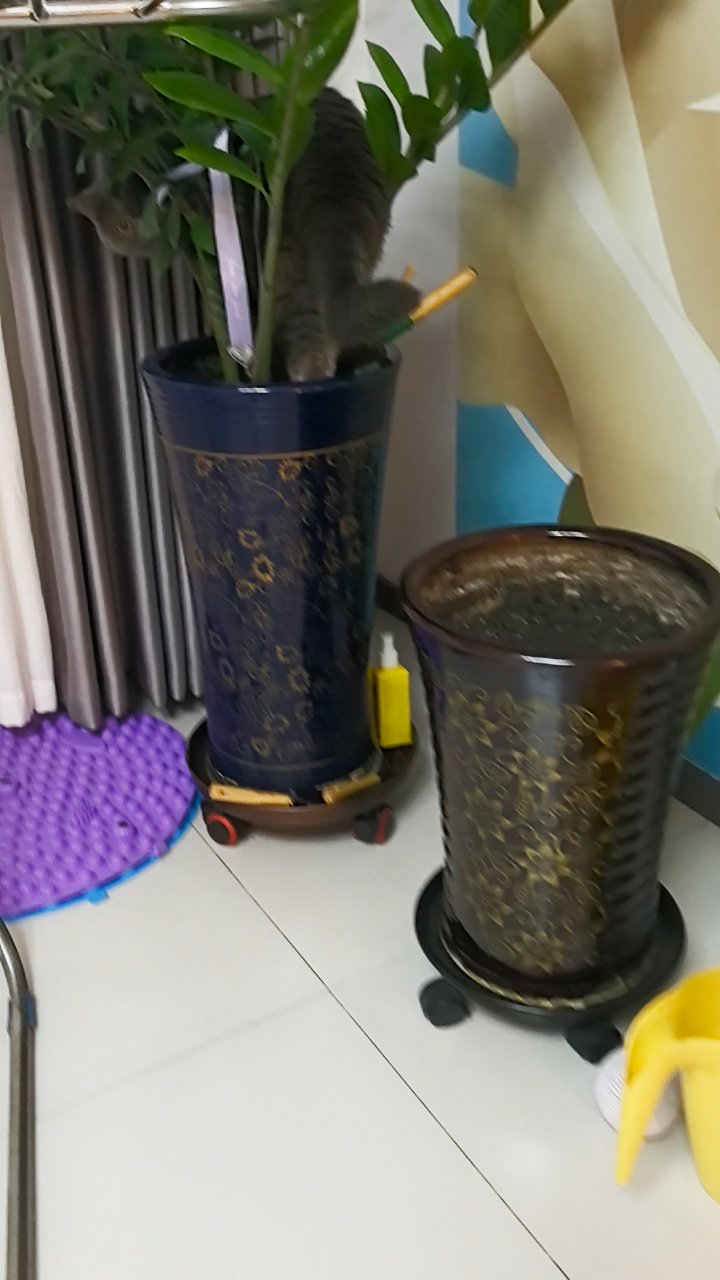 我的小包子真淘气