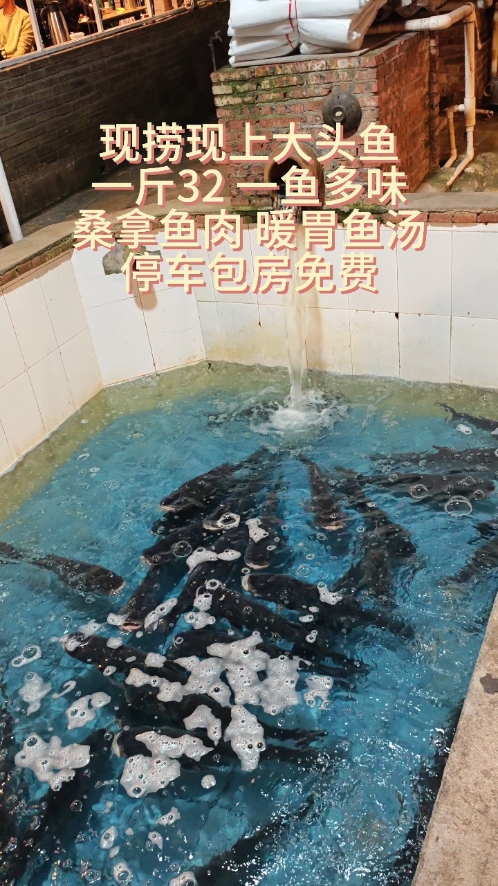 一斤32的现捞水库大头鱼～一鱼多味,桑拿鱼肉,暖胃鱼汤～