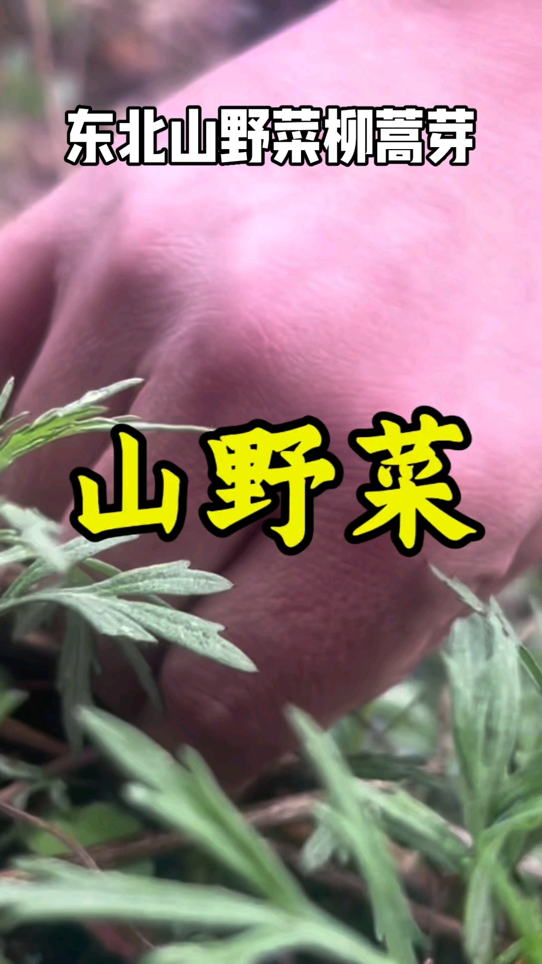 东北野菜柳蒿芽