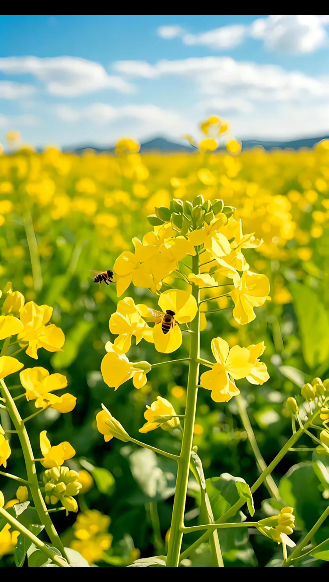 春天,是油菜花盛开的季节,这是大自然的馈赠