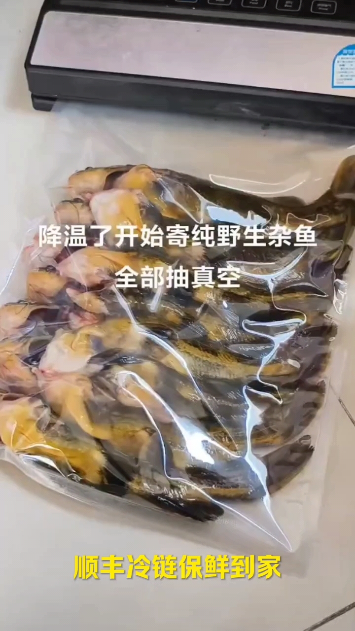 昂刺鱼～各种野生淡水鱼。喜欢吃的老铁点个关注